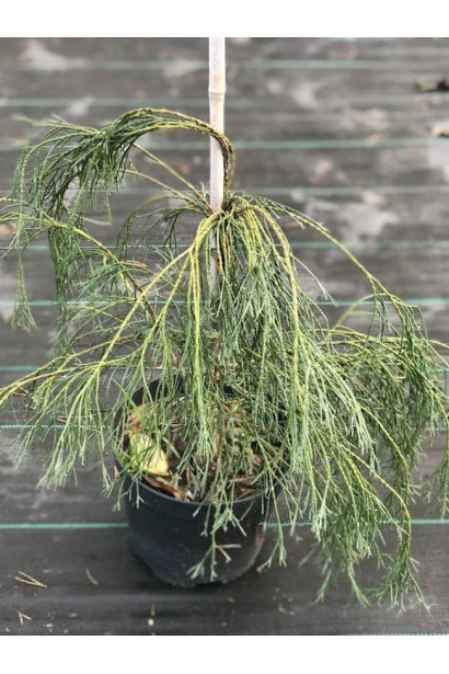 Саджанець Кипарисовика Лавсона Дропінг Соло в контейнері